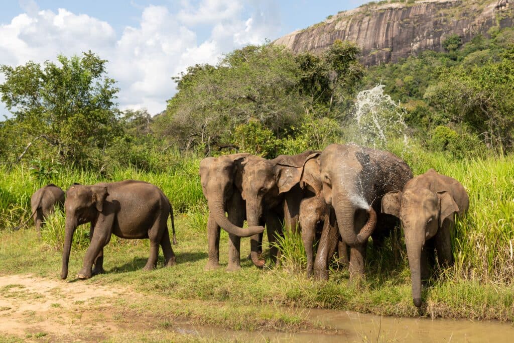 Serendib Safari