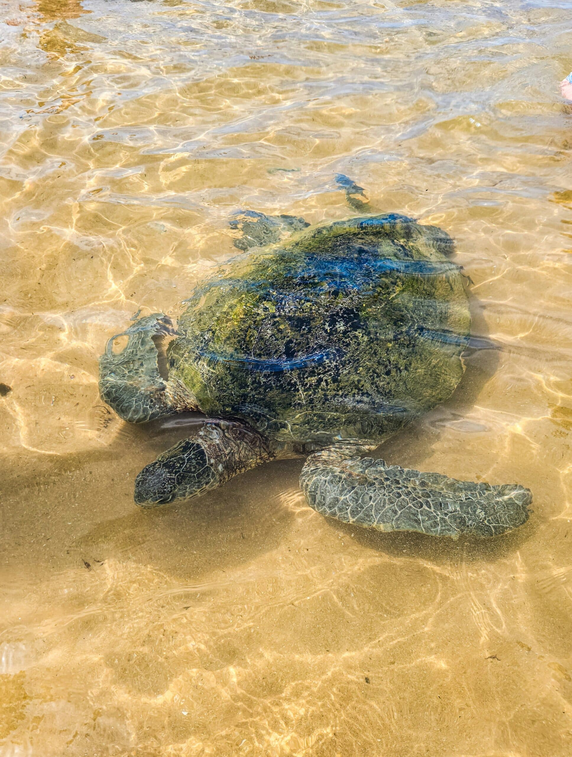 Sea turtle in shallow water